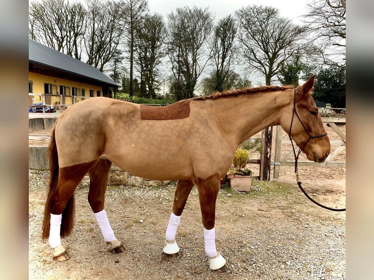 Irländsk sporthäst Sto 6 år 160 cm fux in Loughrea