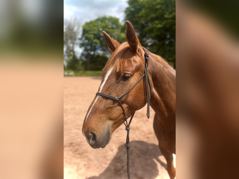 Irländsk sporthäst Sto 6 år 160 cm fux in Loughrea