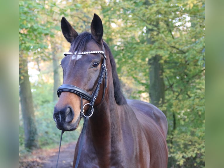 Irländsk sporthäst Sto 6 år 160 cm Rökfärgad svart in Nettetal