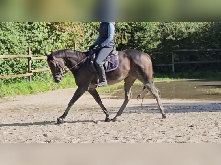 Irländsk sporthäst Sto 6 år 160 cm Rökfärgad svart in Nettetal