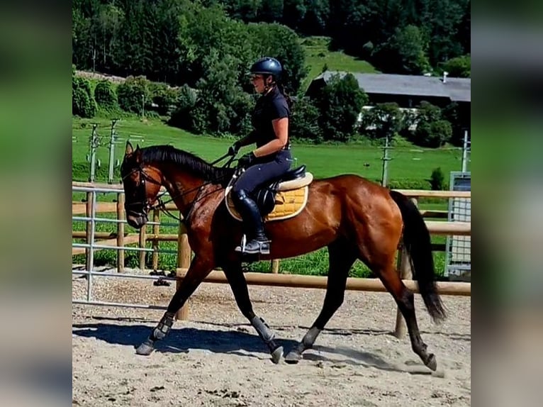 Irländsk sporthäst Sto 6 år 168 cm Brun in Gummern