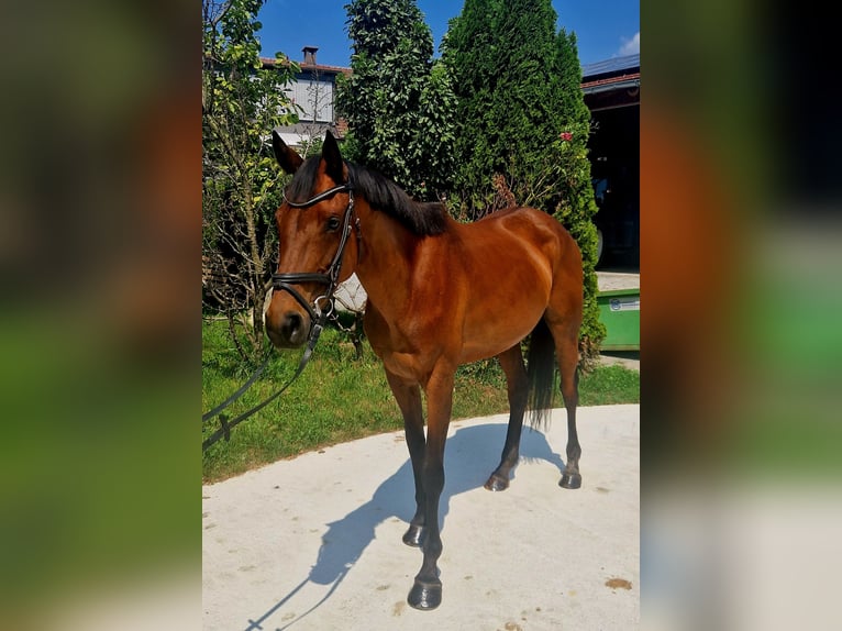 Irländsk sporthäst Sto 6 år 168 cm Brun in Gummern