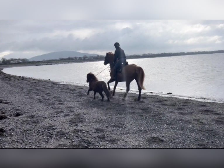 Irländsk sporthäst Sto 6 år 168 cm Fux in Galway