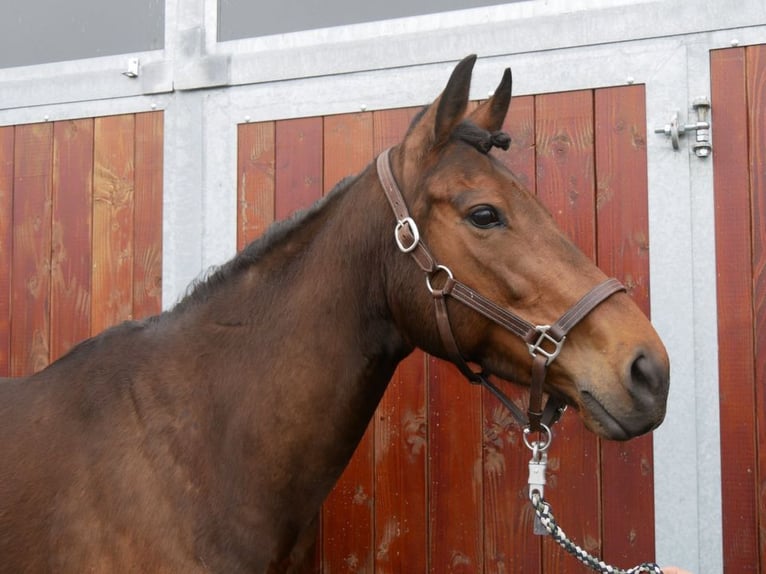 Irländsk sporthäst Sto 7 år 155 cm in Dorsten