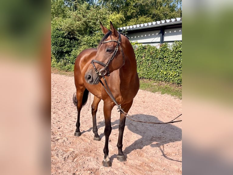 Irländsk sporthäst Sto 7 år 160 cm Brun in Sonnefeld