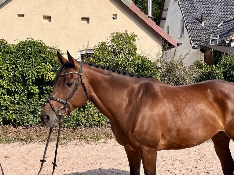 Irländsk sporthäst Sto 7 år 160 cm Brun in Sonnefeld