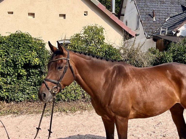 Irländsk sporthäst Sto 7 år 160 cm Brun in Sonnefeld