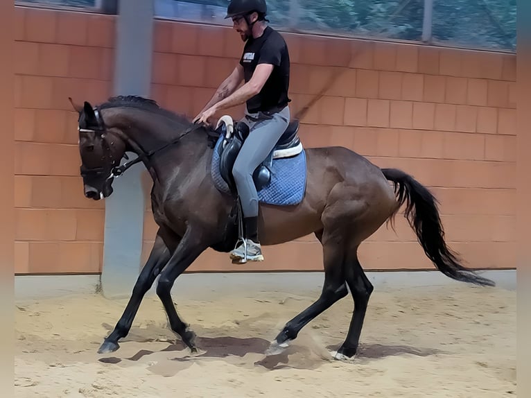 Irländsk sporthäst Sto 7 år 160 cm Brun in Lage