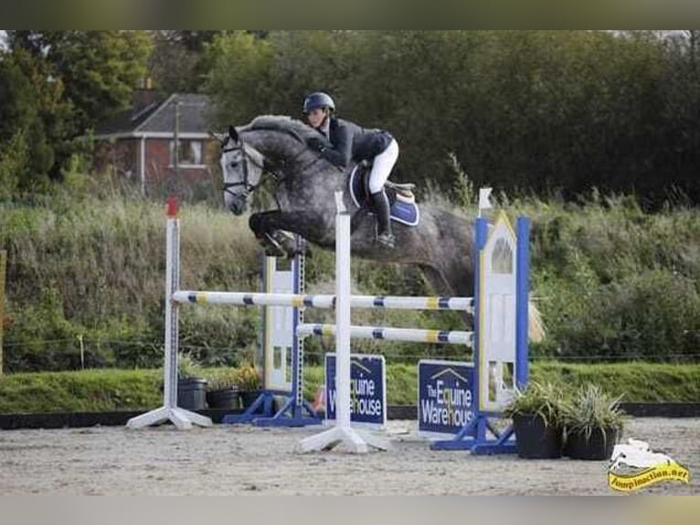 Irländsk sporthäst Sto 7 år 163 cm Gråskimmel in Waterford