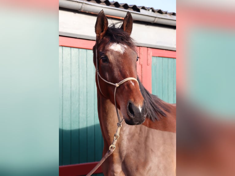 Irländsk sporthäst Sto 7 år 168 cm Brun in Westerland