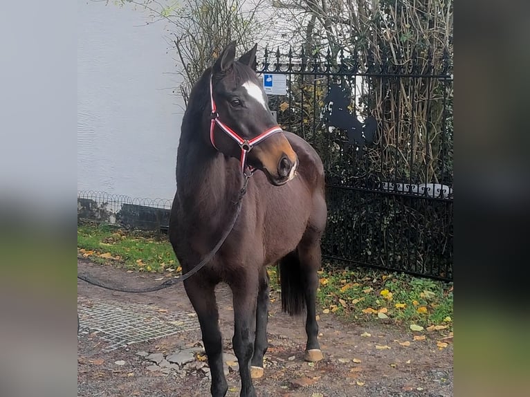 Irländsk sporthäst Sto 8 år 155 cm Brun in Lage