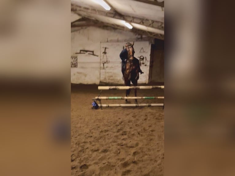Irländsk sporthäst Sto 8 år 162 cm Brun in Aalborg