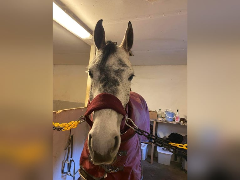 Irländsk sporthäst Sto 8 år 168 cm Gråskimmel in Leksand