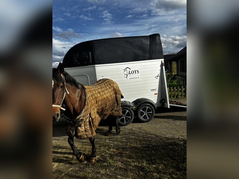 Irländsk sporthäst Sto 9 år 156 cm Mörkbrun in Sprundel