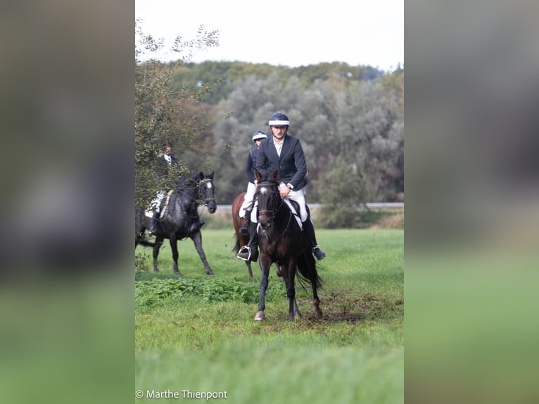 Irländsk sporthäst Sto 9 år 163 cm Mörkbrun in Heusden