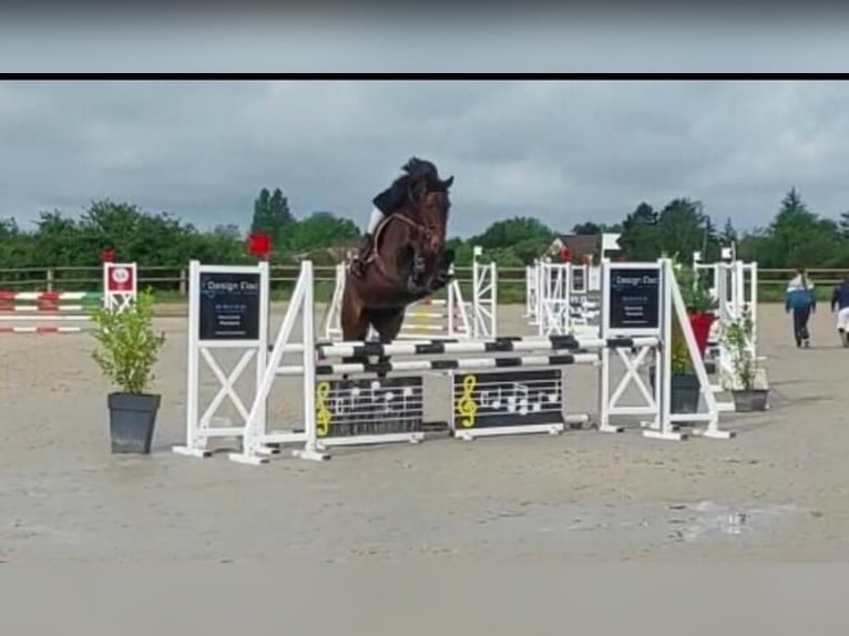 Irländsk sporthäst Sto 9 år 163 cm Mörkbrun in Champagne Saint Hilaire