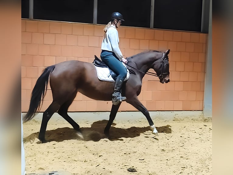 Irländsk sporthäst Sto 9 år 168 cm Brun in Lage