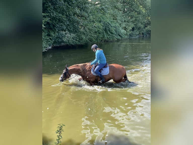 Irländsk sporthäst Blandning Valack 10 år 158 cm fux in Gauting