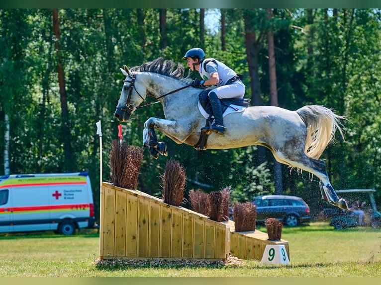 Irländsk sporthäst Valack 11 år 163 cm Grå-flugskimmel in Hanstedt