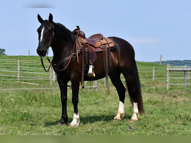 Irländsk sporthäst Blandning Valack 12 år 163 cm Svart in Rebersburg, PA