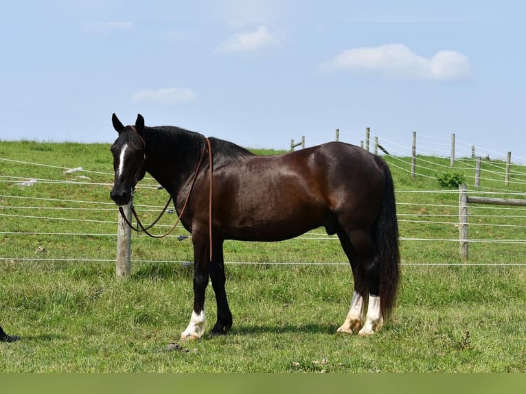 Irländsk sporthäst Blandning Valack 12 år 163 cm Svart in Rebersburg, PA