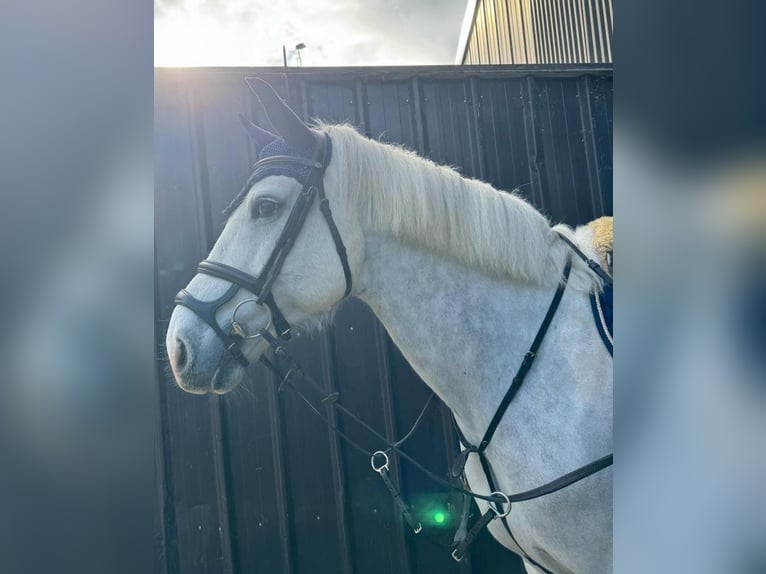 Irländsk sporthäst Valack 12 år 170 cm Vit in Heppen