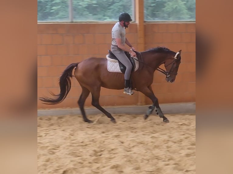 Irländsk sporthäst Valack 13 år 169 cm Brun in Lage