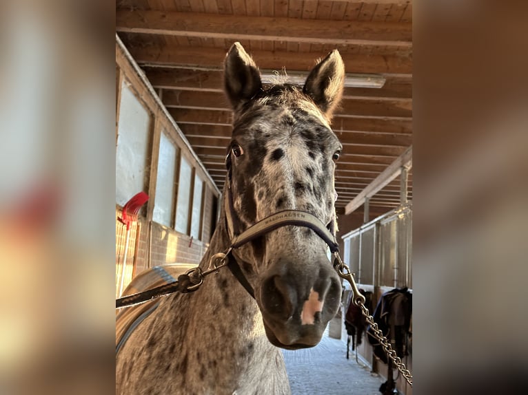 Irländsk sporthäst Valack 15 år 150 cm Leopard-Piebald in Düsseldorf