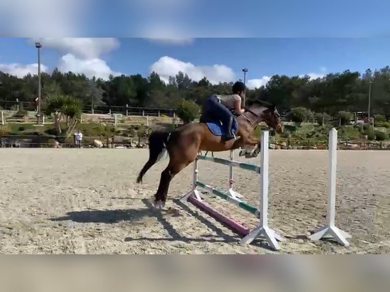 Irländsk sporthäst Valack 15 år 158 cm Brun in Handorf