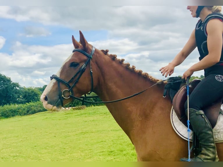 Irländsk sporthäst Valack 4 år 160 cm fux in Mountrath