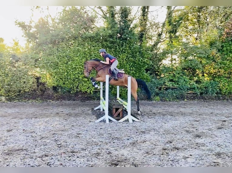 Irländsk sporthäst Valack 5 år 165 cm Brun in Sligo