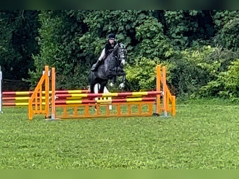 Irländsk sporthäst Valack 5 år 165 cm Gråskimmel in Limerick