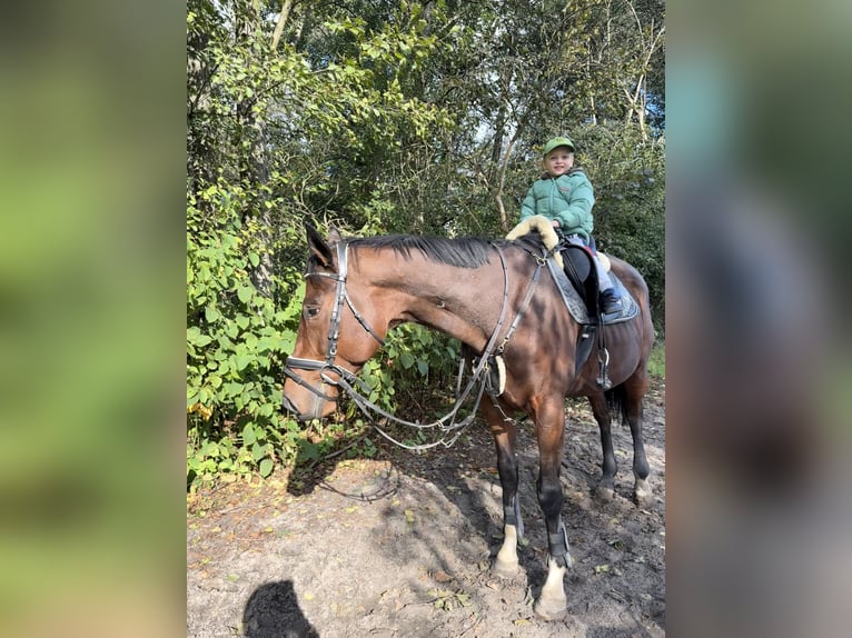 Irländsk sporthäst Valack 5 år 165 cm Mörkbrun in Berlin