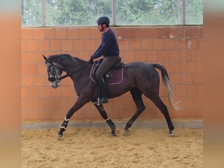Irländsk sporthäst Valack 5 år 168 cm Grå-mörk-brun in Lage