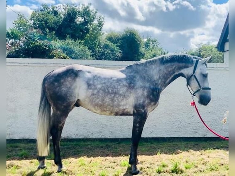 Irländsk sporthäst Valack 5 år 170 cm Black in Melton Mowbray