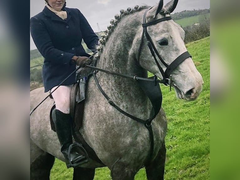 Irländsk sporthäst Valack 5 år 175 cm Grå in Limerick