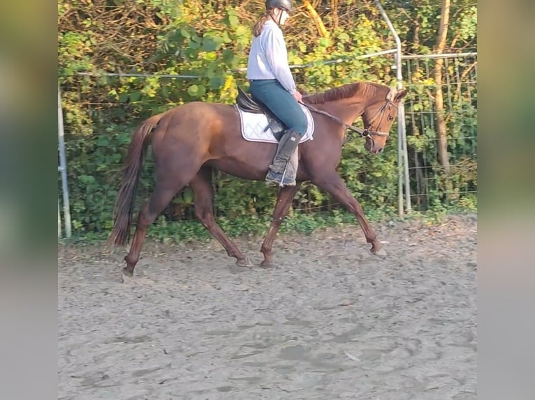 Irländsk sporthäst Valack 6 år 162 cm Fux in Lage