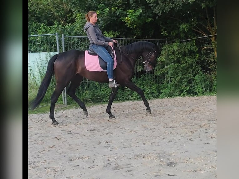 Irländsk sporthäst Valack 6 år 162 cm Rökfärgad svart in Lage