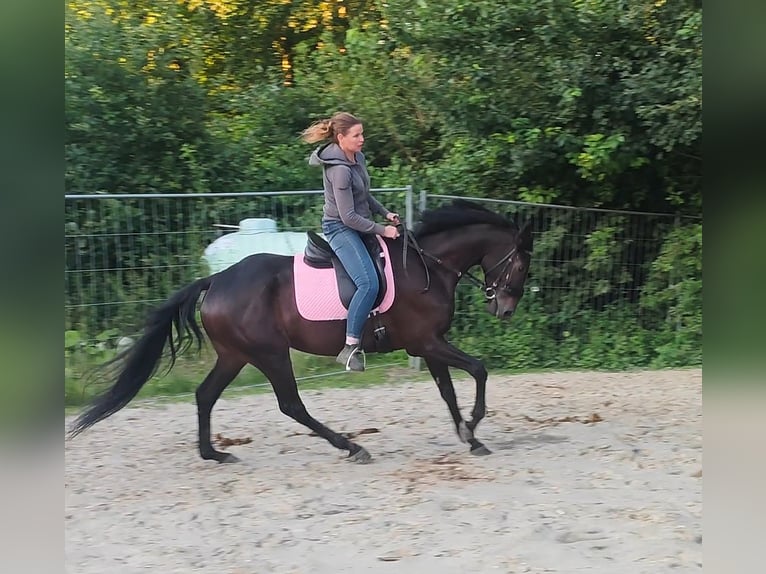 Irländsk sporthäst Valack 6 år 162 cm Rökfärgad svart in Lage