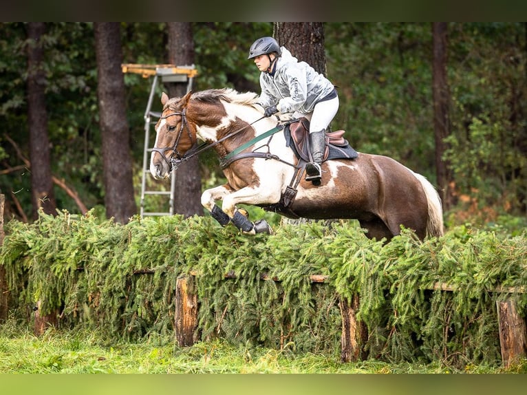 Irländsk sporthäst Valack 6 år 164 cm Pinto in Westergellersen