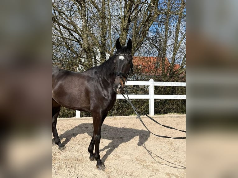 Irländsk sporthäst Valack 6 år 165 cm Mörkbrun in Loiching