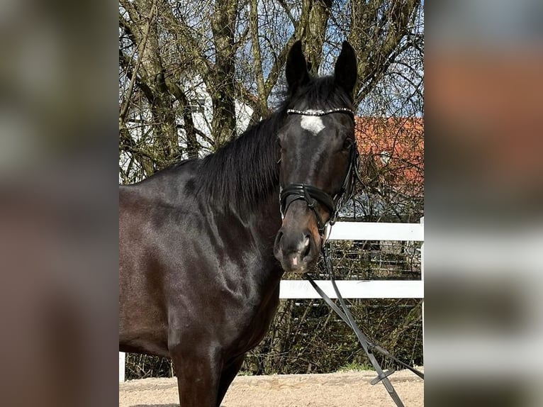 Irländsk sporthäst Valack 6 år 165 cm Mörkbrun in Loiching