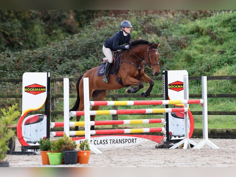 Irländsk sporthäst Valack 6 år 168 cm Brun in Trim