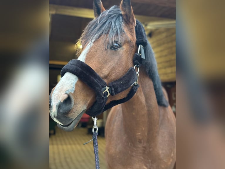 Irländsk sporthäst Valack 7 år 164 cm Brun in Bautzen