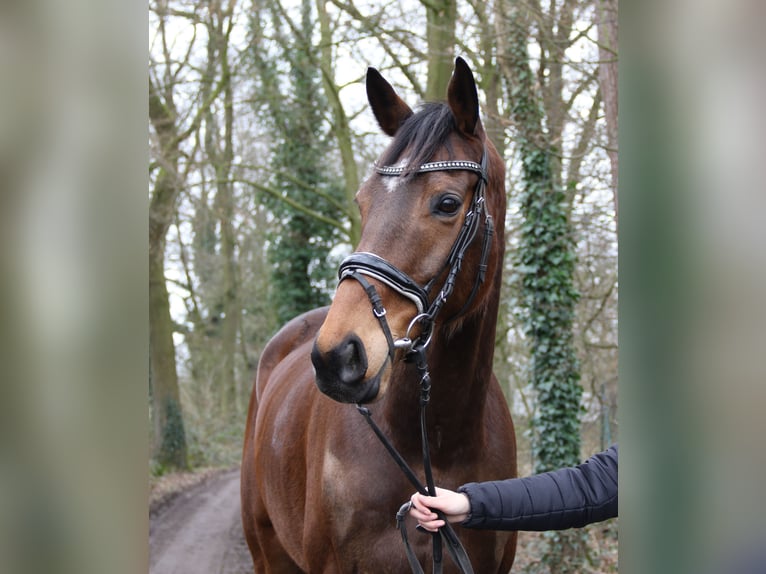 Irländsk sporthäst Valack 7 år 165 cm Mörkbrun in Nettetal