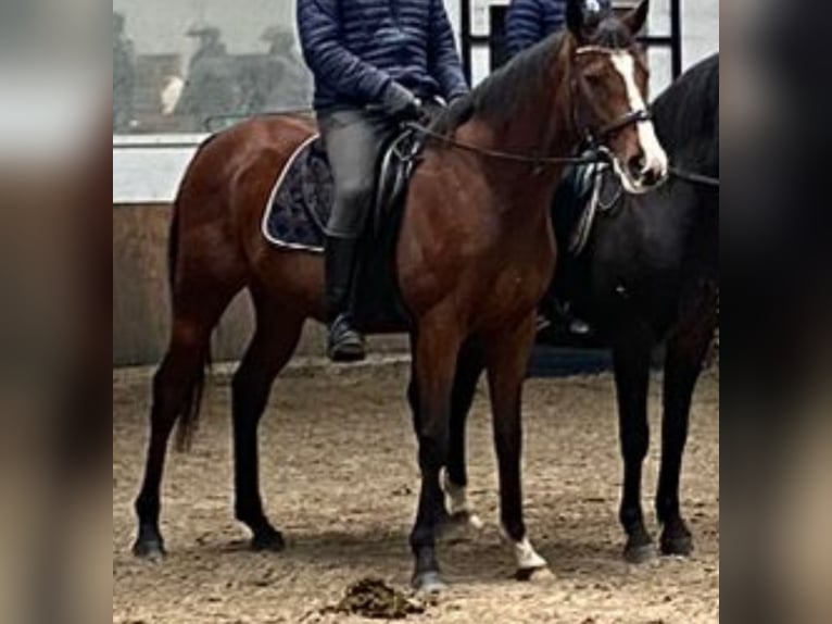 Irländsk sporthäst Blandning Valack 7 år 165 cm Mörkbrun in HarenHaren