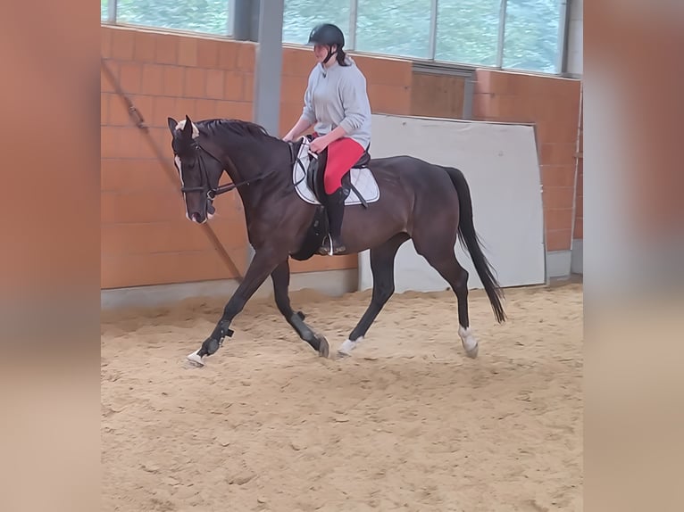 Irländsk sporthäst Valack 7 år 167 cm Brun in Lage