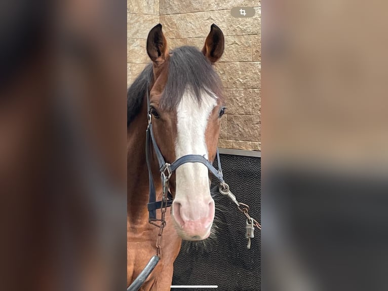 Irländsk sporthäst Valack 8 år 163 cm Brun in Herzlake