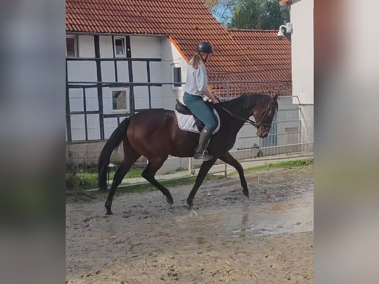 Irländsk sporthäst Valack 8 år 166 cm Brun in Lage