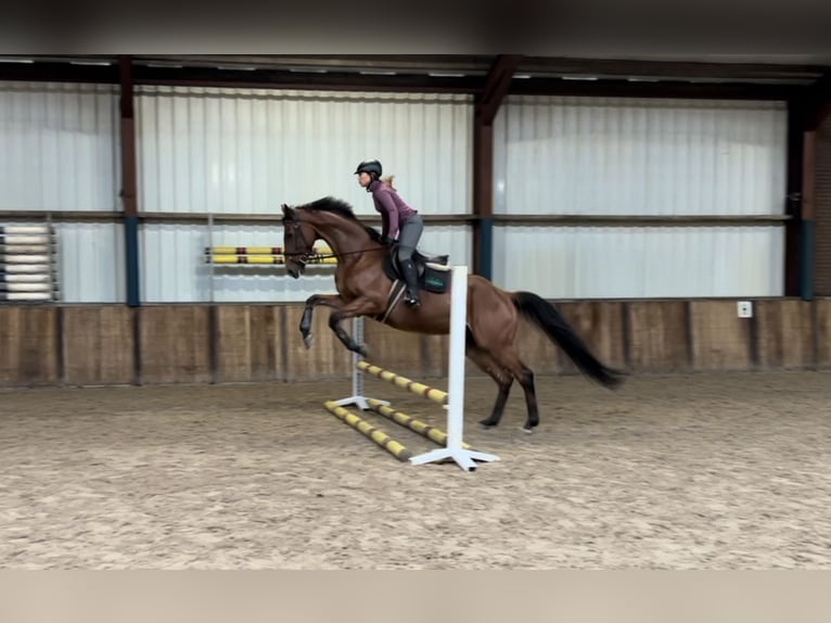 Irländsk sporthäst Valack 8 år 168 cm Brun in Oud Gastel